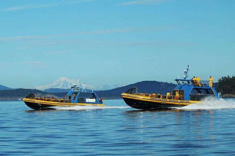 Vancouver, BC: Whale Watching Tour with Guide - Key Points That Matter Before You Go