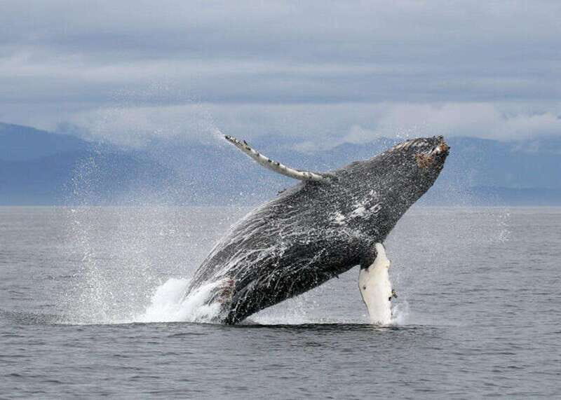 Vancouver, BC: Whale Watching Tour with Guide - From Richmond Check-In to the Harbor: Getting There Without Stress