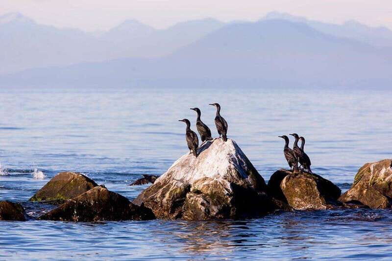 Vancouver, BC: Whale Watching Tour with Guide - Naturalist Commentary: Why the Trip Feels Like Real Wildlife Learning