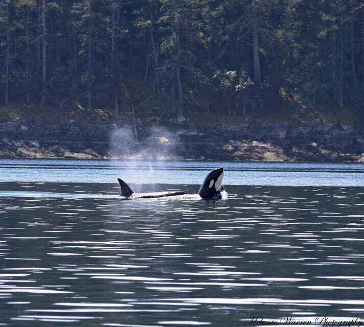 Vancouver, BC: Whale Watching Tour with Guide - Orca Ranger Perks and the Whale Sighting Guarantee