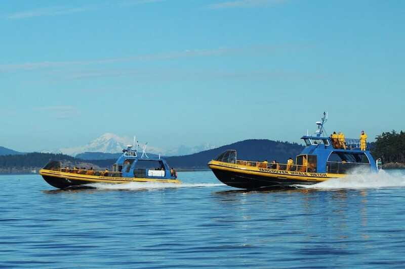 Vancouver, BC: Whale Watching Tour with Guide - Who Should Book This Tour (and Who Should Plan Differently)