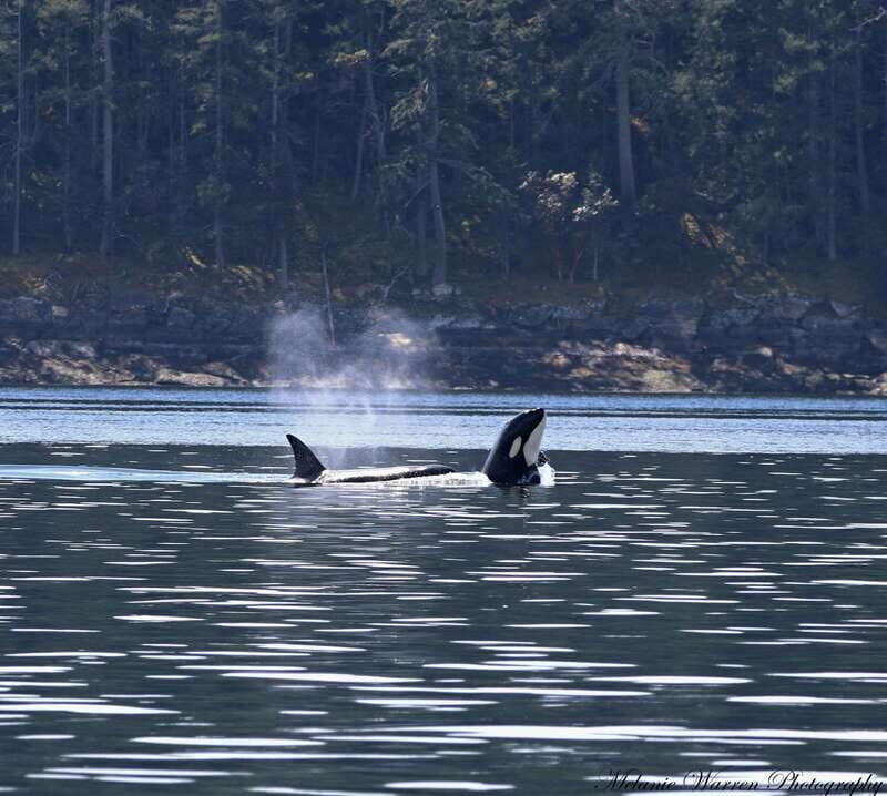 Vancouver, BC: Whale Watching Tour with Guide - Cruise Route: Gulf Islands and the Strait of Georgia Wildlife Safari