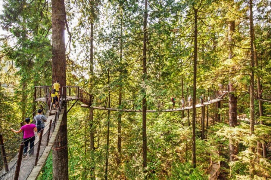 Vancouver: Capilano Suspension Bridge Park Ticket - Cliffwalk glass paths: where the rainforest turns into a cliffside show