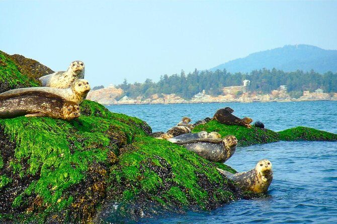 Vancouver City and Seal Colony Scenic Boat Tour - Why this 90-minute Vancouver water tour works so well