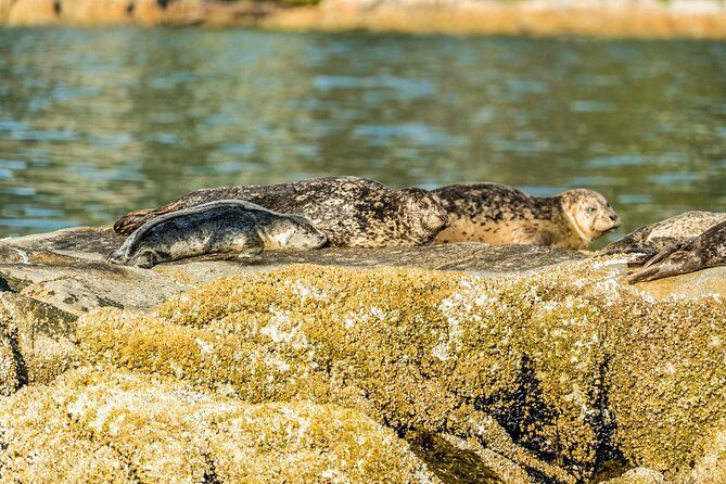 Vancouver City and Seal Colony Scenic Boat Tour - Grebe Islets: your second chance at seals