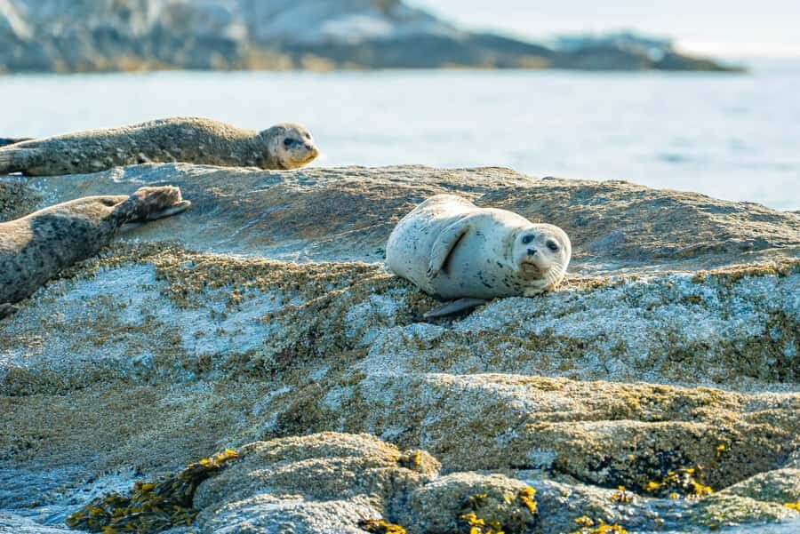Vancouver: City and Seals Boat Tour - Jericho, Kitsilano, and Siwash Rock: the city coast comes back into focus