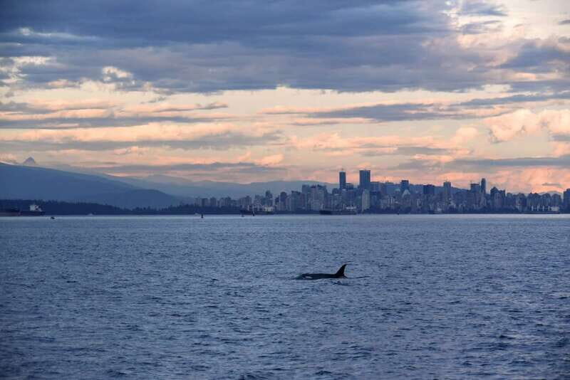 Vancouver: Covered Whale Watching Adventure with Free Photos - Key highlights worth planning around