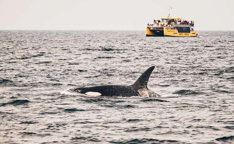 Vancouver: Covered Whale Watching Adventure with Free Photos - Where the cruise goes: Strait of Georgia, Gulf Islands, San Juan Islands, Howe Sound