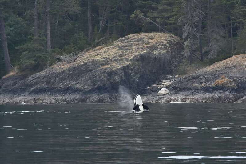 Vancouver: Covered Whale Watching Adventure with Free Photos - Species you’re hoping to see—and what each sighting feels like