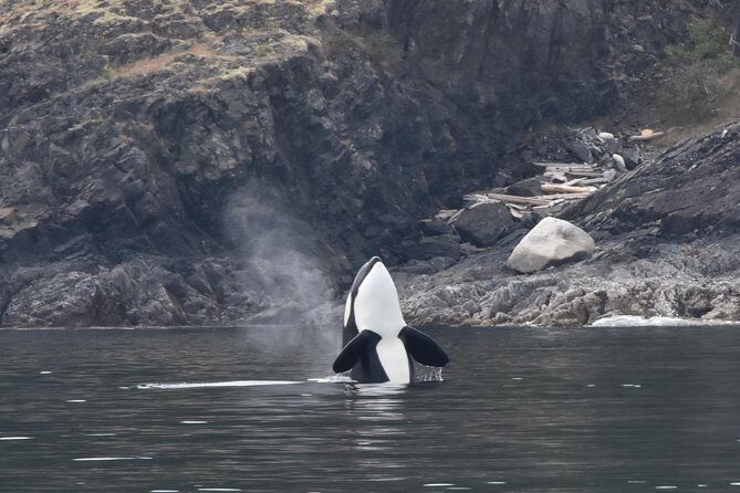 Vancouver Half-Day Whale Watching Adventure with Free Photos - Getting to the meeting point at 1666 Duranleau St without stress