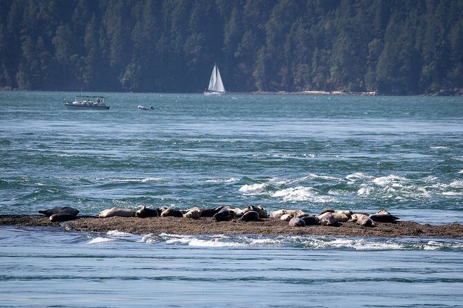 Vancouver Half-Day Whale Watching Adventure with Free Photos - The actual on-water experience during Prince of Whales Whale Watching