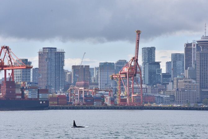 Vancouver Half-Day Whale Watching Adventure with Free Photos - Free photos: how they change what you focus on