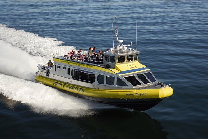 Vancouver Island Half-Day Whale Watching Tour - Telegraph Cove - The 3-Hour Zodiac-Style Experience: What Actually Happens on the Water