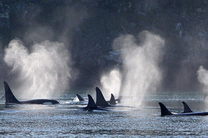 Vancouver Island Half-Day Whale Watching Tour - Telegraph Cove - Whale Sightings Guarantee: How It Reduces Your Risk
