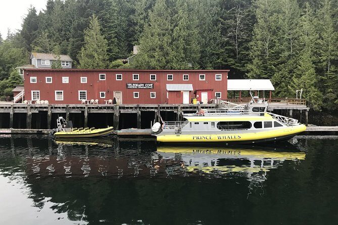 Vancouver Island Half-Day Whale Watching Tour - Telegraph Cove - Who This Tour Suits Best (and When You Might Reconsider)