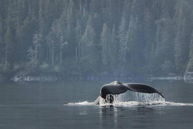 Vancouver Island Half-Day Whale Watching Tour - Telegraph Cove - Live Onboard Commentary and the Free Photo Package That Makes It Worth It