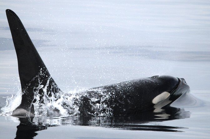 Vancouver Island Zodiac Whale Watching Adventure - Telegraph Cove - Whale Sightings Guarantee: How It Affects Real Value
