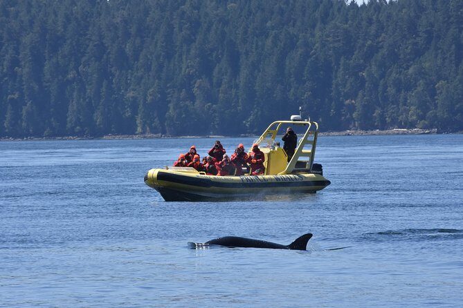 Vancouver Island Zodiac Whale Watching Adventure - Telegraph Cove - Price and Value: Is $169.54 Worth It?