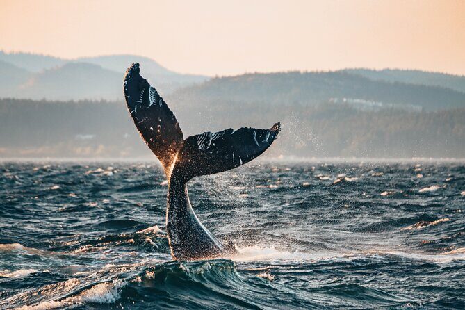 Vancouver Sunset Whale Watching Adventure with Free Photos - 5 Quick Reasons This Whale Cruise Works So Well