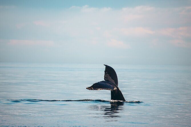 Vancouver Sunset Whale Watching Adventure with Free Photos - Granville Island to the Salish Sea: Why This Starts With a Win