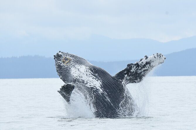 Vancouver's Intimate West Coast Whale Watching Experience - Key Points to Know Before You Go