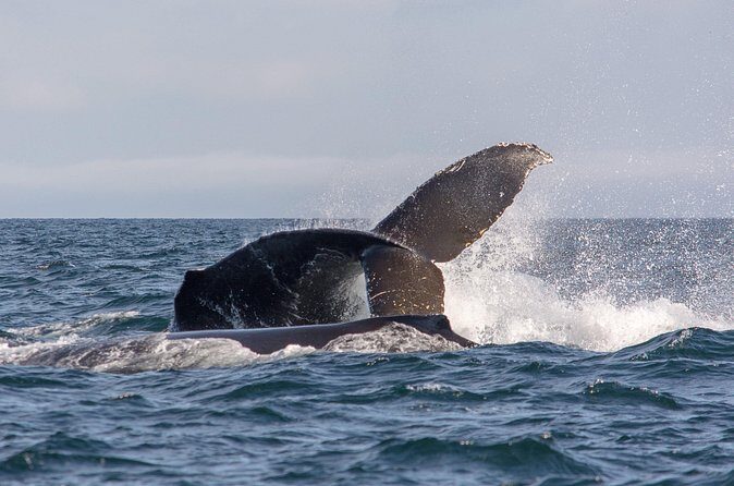 Vancouver's Intimate West Coast Whale Watching Experience - Cruising Vancouver’s Waterfront Stops: Stanley Park, English Bay, False Creek, Downtown