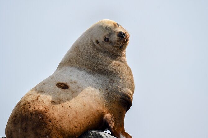 Vancouver's Intimate West Coast Whale Watching Experience - What’s Included, What to Bring, and How to Stay Comfortable