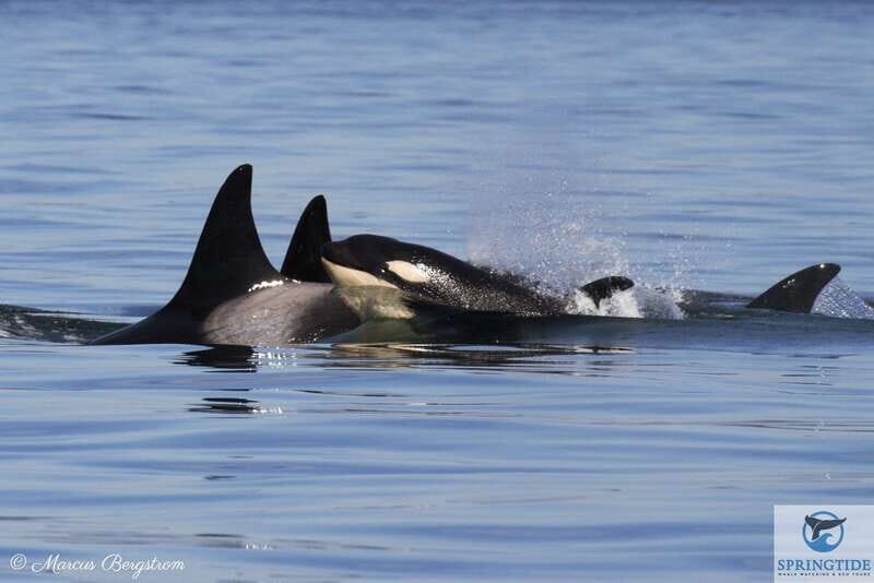 Victoria: 3-Hour Whale Watching Tour - Key Points That Make This Tour Worth Your Time