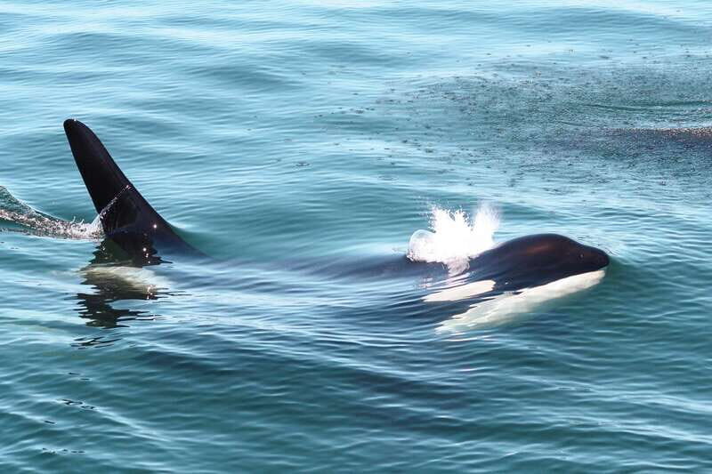 Victoria: 3-Hour Whale Watching Tour - What You Actually Do on the 3-Hour Cruise