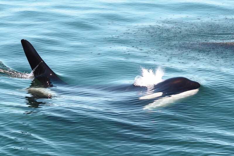Victoria: 3-Hour Whale Watching Tour - The Surprise Extras: Seals, Sea Lions, Porpoises, Birds