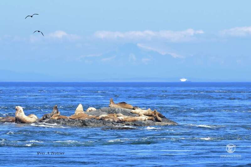 Victoria: 3-Hour Whale Watching Tour - Price and Value: Is $123 a Fair Deal?