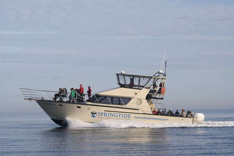 Victoria: 3-Hour Whale Watching Tour - The Marauder IV Setup: Heated Comfort Meets Real Whale Watching
