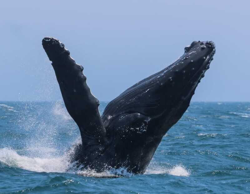 Victoria: 3-Hour Zodiac Whale-Watching Tour - Should you book Orca Spirit Adventures from Victoria?