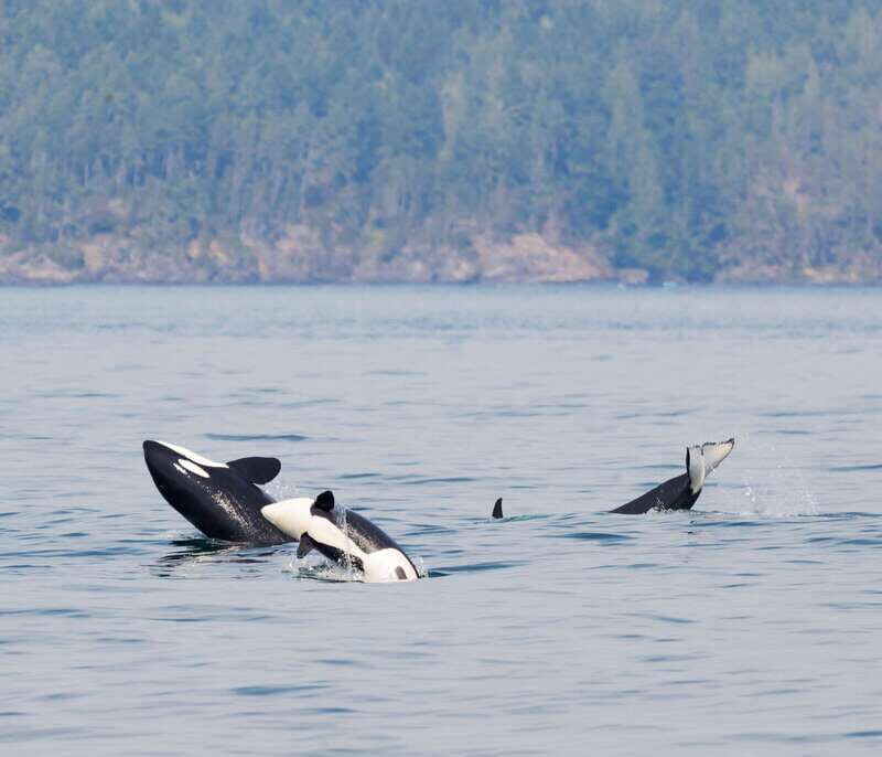 Victoria: 3-Hour Zodiac Whale-Watching Tour - A 12-Passenger Zodiac in Victoria’s Salish Sea