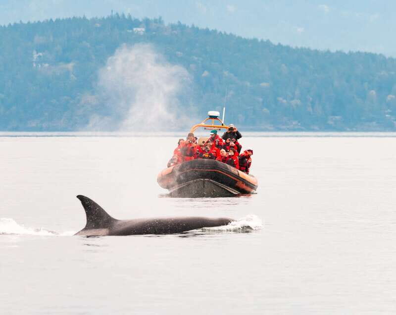Victoria: 3-Hour Zodiac Whale-Watching Tour - The 3-hour tour: coastline time, wildlife time, and a smart pace