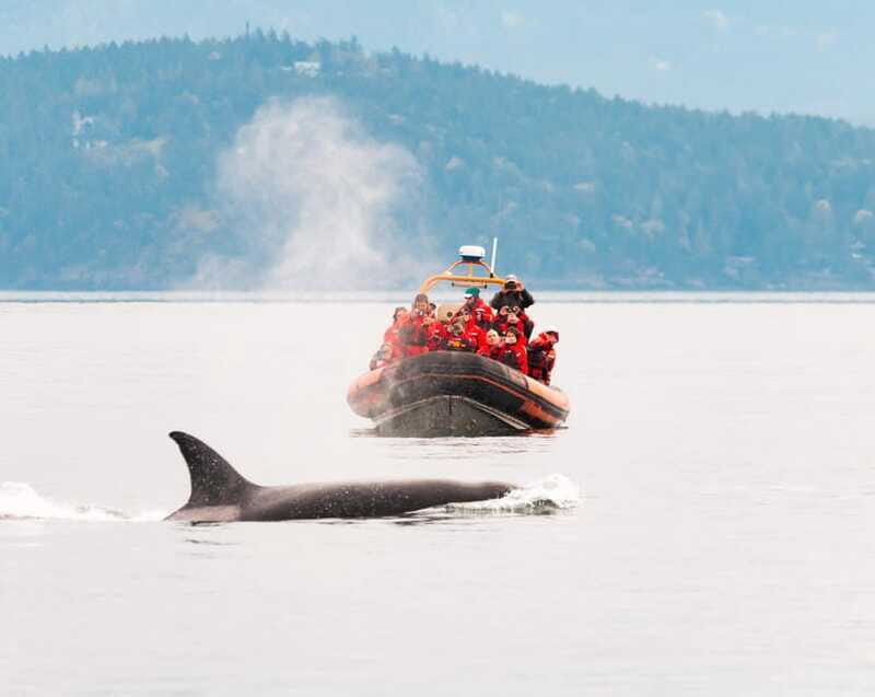 Victoria: 3-Hour Zodiac Whale-Watching Tour - Whales you might see, and why the hydrophones change everything