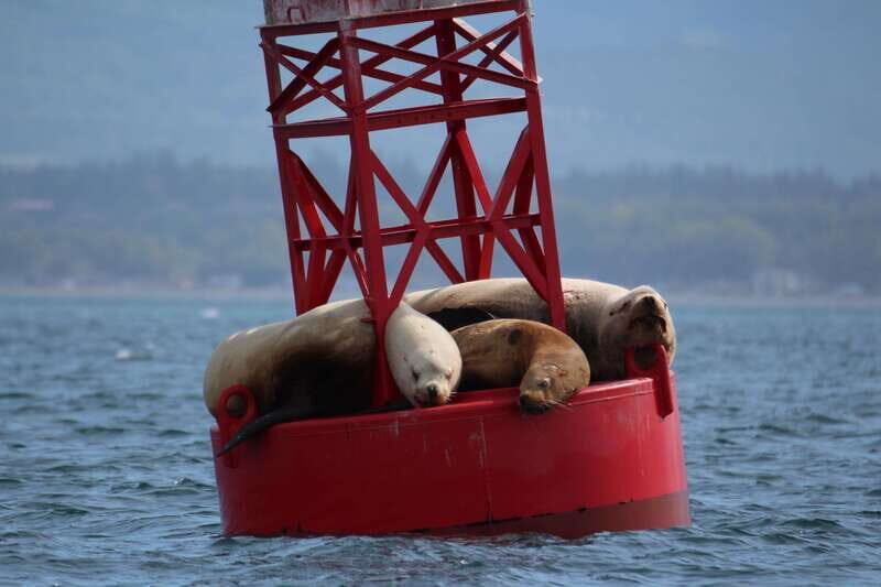 Victoria: 3-Hour Zodiac Whale-Watching Tour - Zodiac comfort: suits, spray, and what “open boat” really means