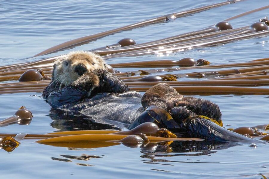 Victoria: 3-Hour Zodiac Whale-Watching Tour - How the captain and guide make or break your spotting odds