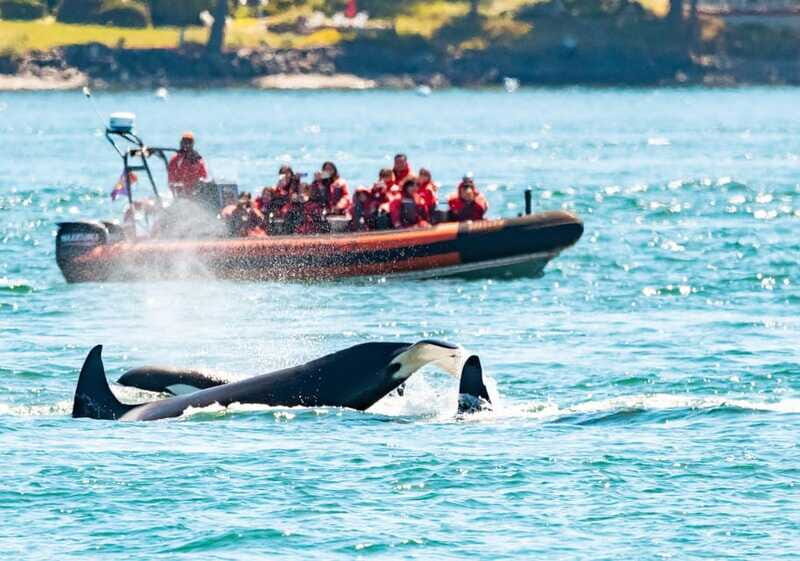 Victoria: 3-Hour Zodiac Whale-Watching Tour - Price and value: is $140 a fair deal for this kind of whale tour?