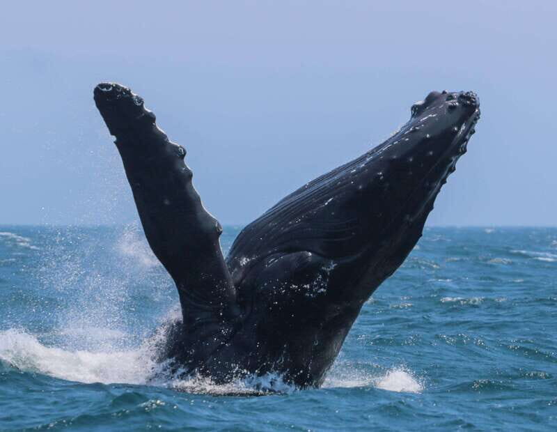 Victoria: 3-Hour Zodiac Whale-Watching Tour - Meeting at 950 Wharf St and what happens before you cast off