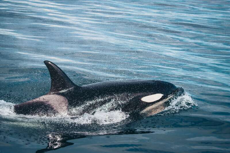 Victoria: Covered Whale Watching Adventure with Free Photos - A Catamaran-Style Ride on the Salish Sea Waters