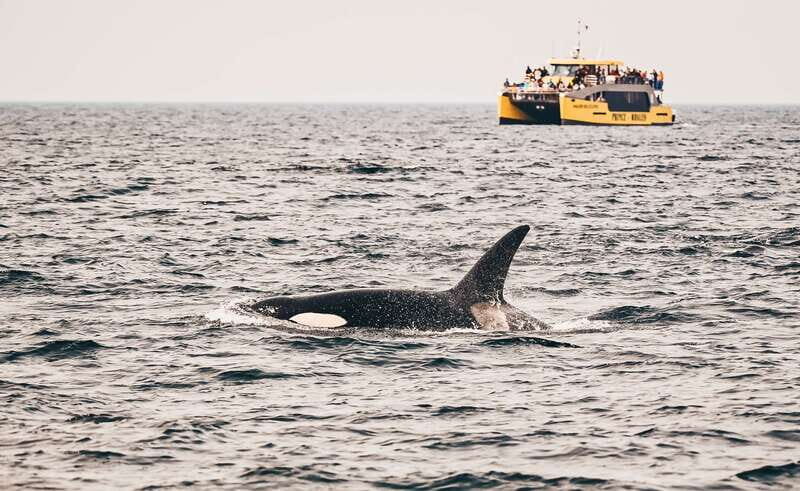 Victoria: Covered Whale Watching Adventure with Free Photos - Wildlife Beyond Whales: Eagles, Sea Lions, and Otters