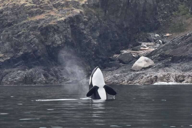 Victoria: Covered Whale Watching Adventure with Free Photos - Timing, Stops, and Photo-Friendly Positioning