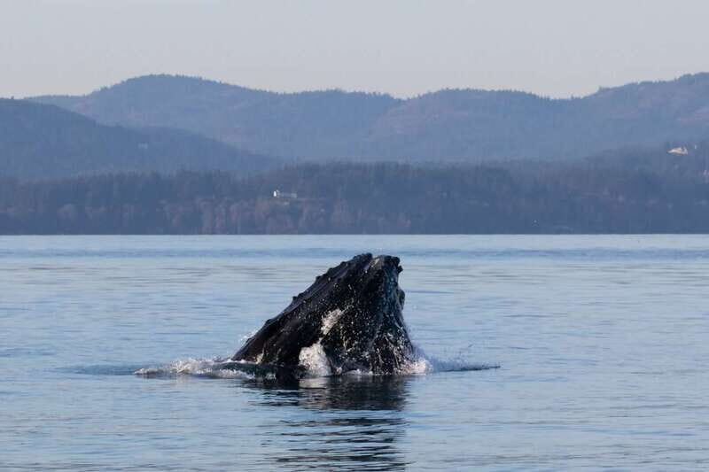 Victoria: Covered Whale Watching Adventure with Free Photos - Price and Value: What Makes This $149 Feel Fair