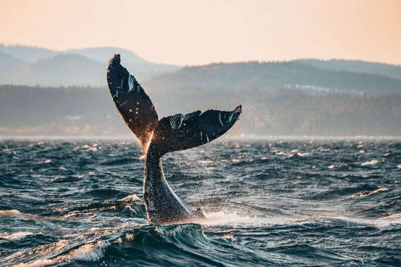 Victoria: Covered Whale Watching Adventure with Free Photos - How the Crew Hunts Orcas and Humpbacks in Haro Strait
