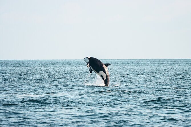Victoria Half-Day Whale Watching Adventure with Free Photos - Key things I’d bet on (before you book)