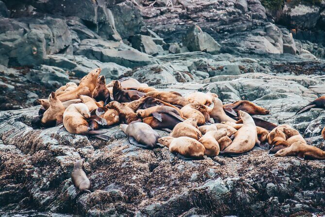 Victoria Half-Day Whale Watching Adventure with Free Photos - Marine naturalists in plain English: how the narration improves your sightings