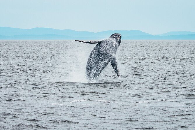 Victoria Half-Day Whale Watching Adventure with Free Photos - Wildlife viewing: what you should hope for, and how to think about “no luck”