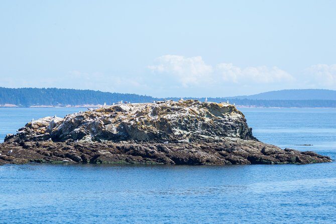 Victoria Half-Day Whale Watching Adventure with Free Photos - Meeting at 812 Wharf St: the first 30 minutes that set the tone