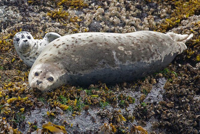 Victoria Marine Wildlife Tour - What You’ll Actually See: Whales, Eagles, Seals, and More